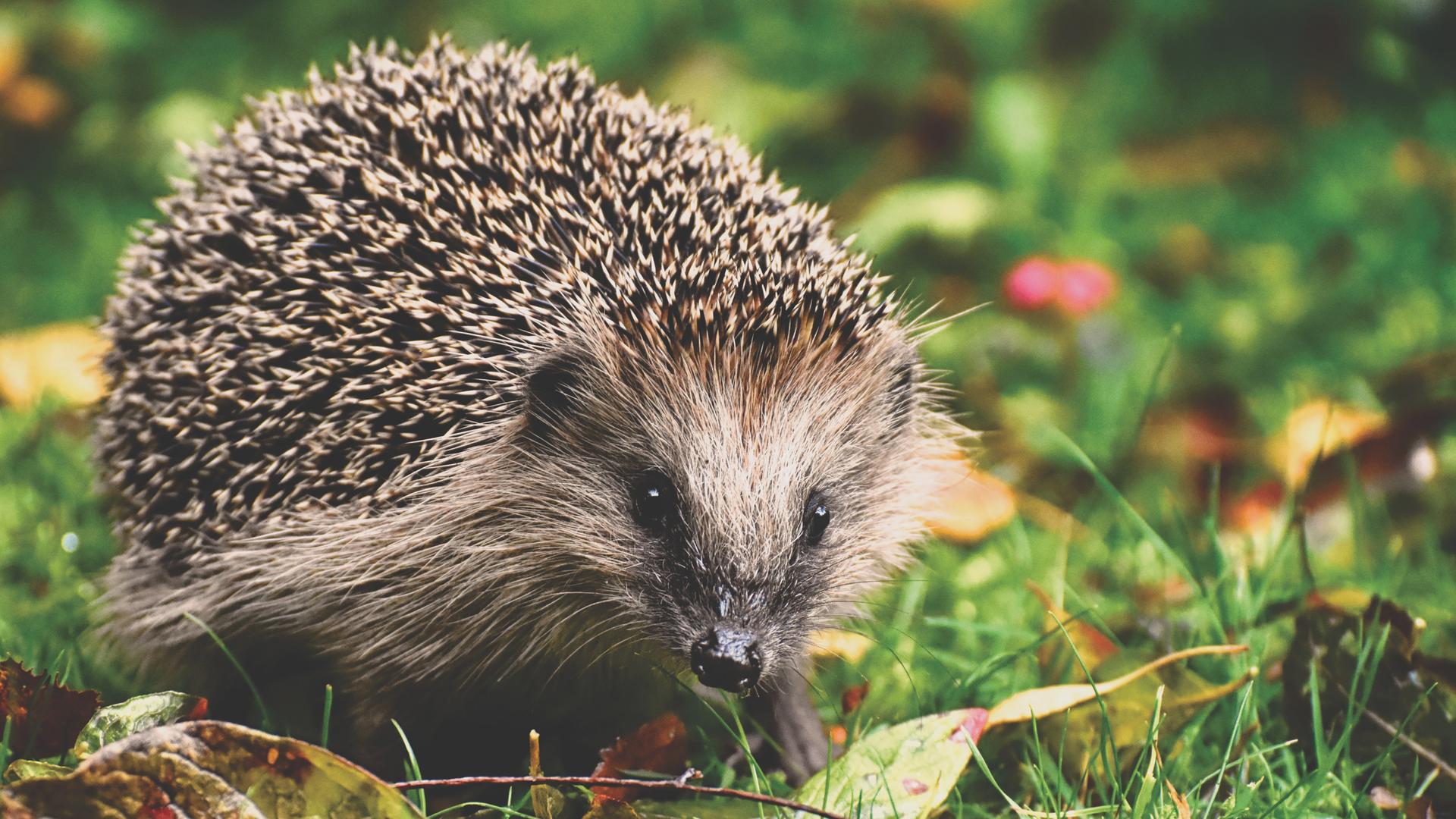Ein kleiner Igel auf einer Wiese mit Blättern. Ein kleiner Igel auf einer Wiese mit Blättern.