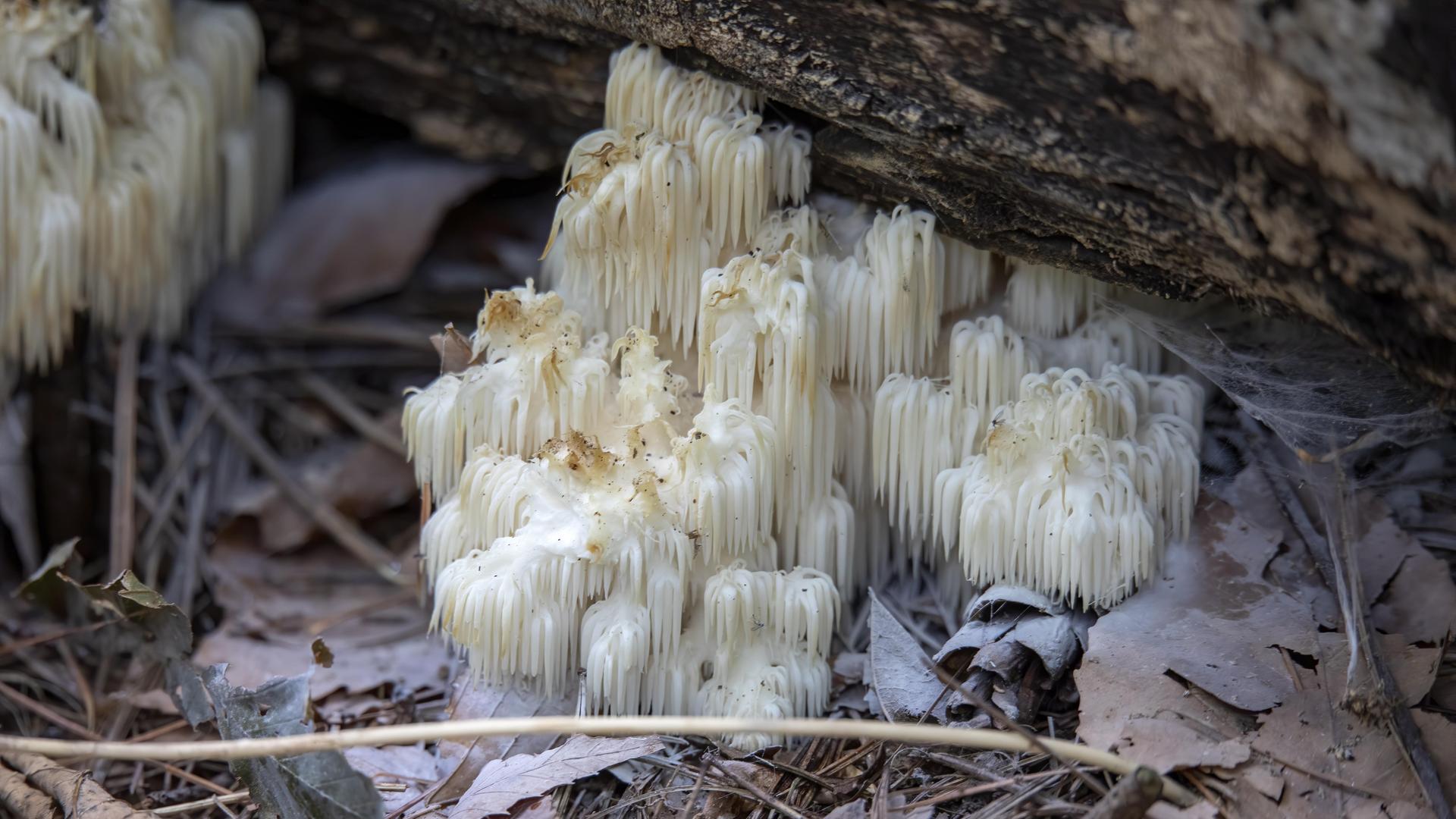 Aufnahme des Pilzes "Lion's mane" - eines so genannten Neuroenhancers Aufnahme des Pilzes "Lion's mane" - eines so genannten Neuroenhancers