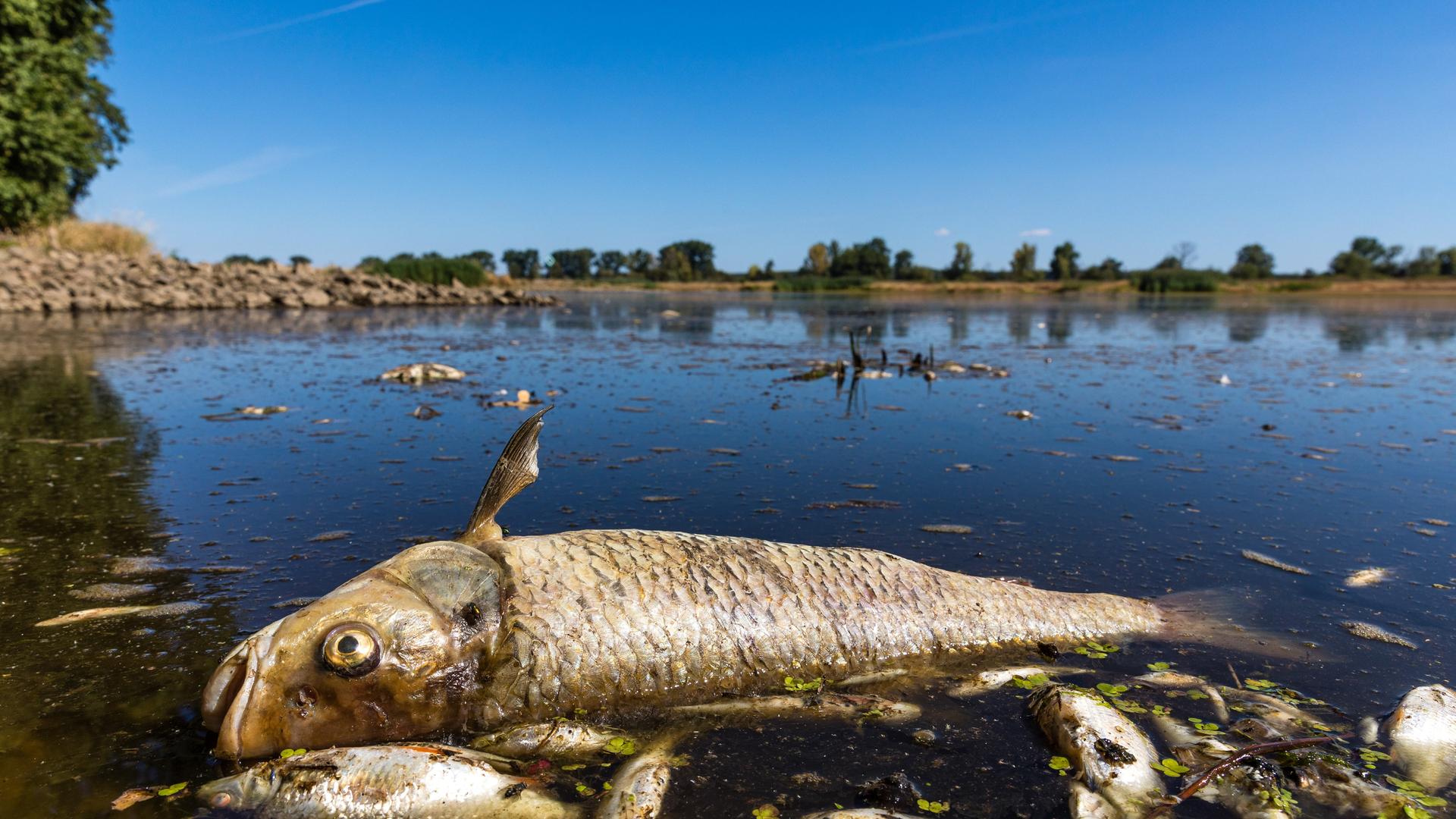 Ein verendeter Döbel und andere tote Fische schwimmen in der Oder. Ein verendeter Döbel und andere tote Fische schwimmen in der Oder.
