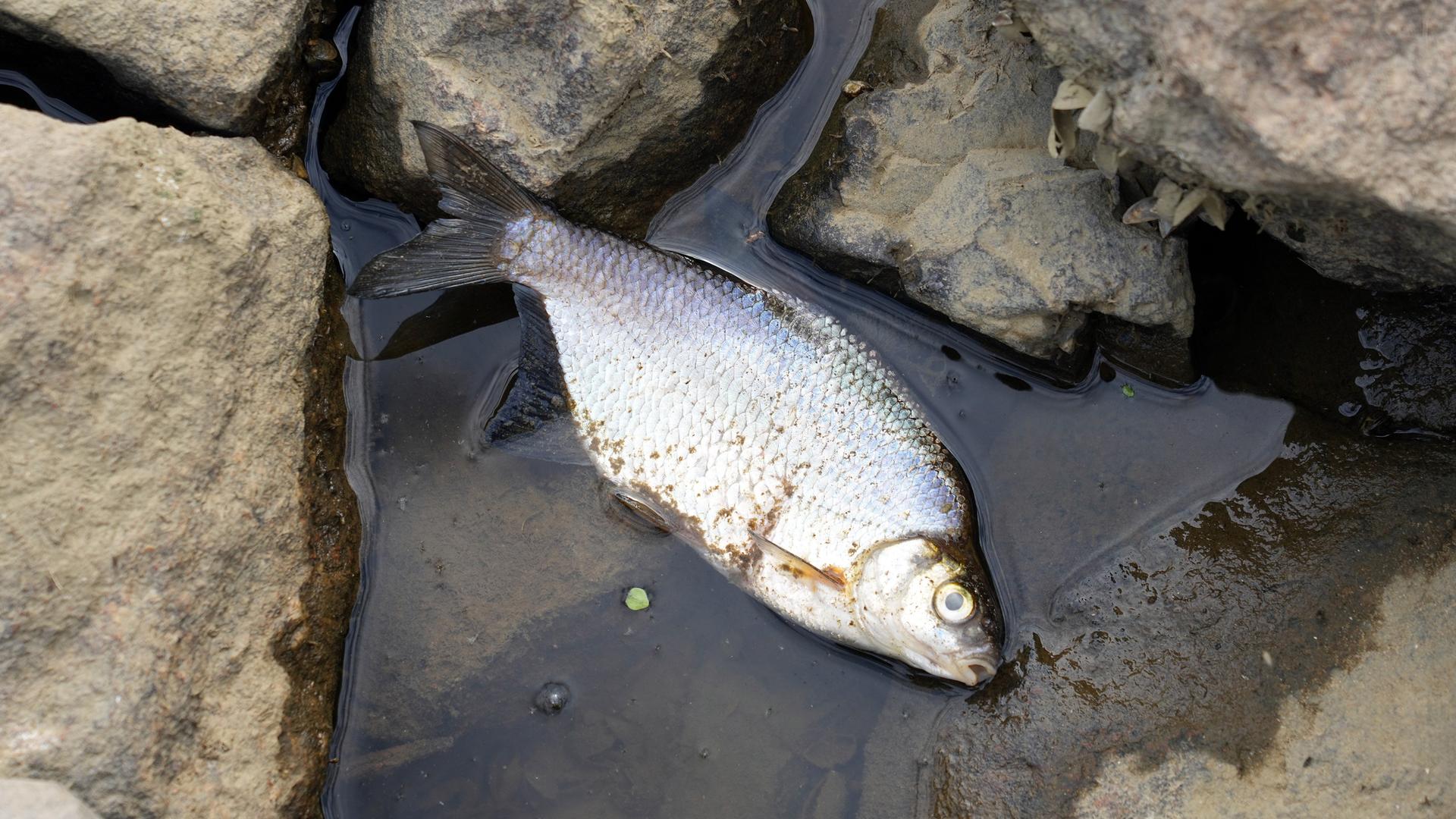 Tote Fische bei Frankfurt - Behörden empfehlen Kontakt mit Oder-Flusswasser zu vermeiden und Tiere nicht davon trinken zu lassen