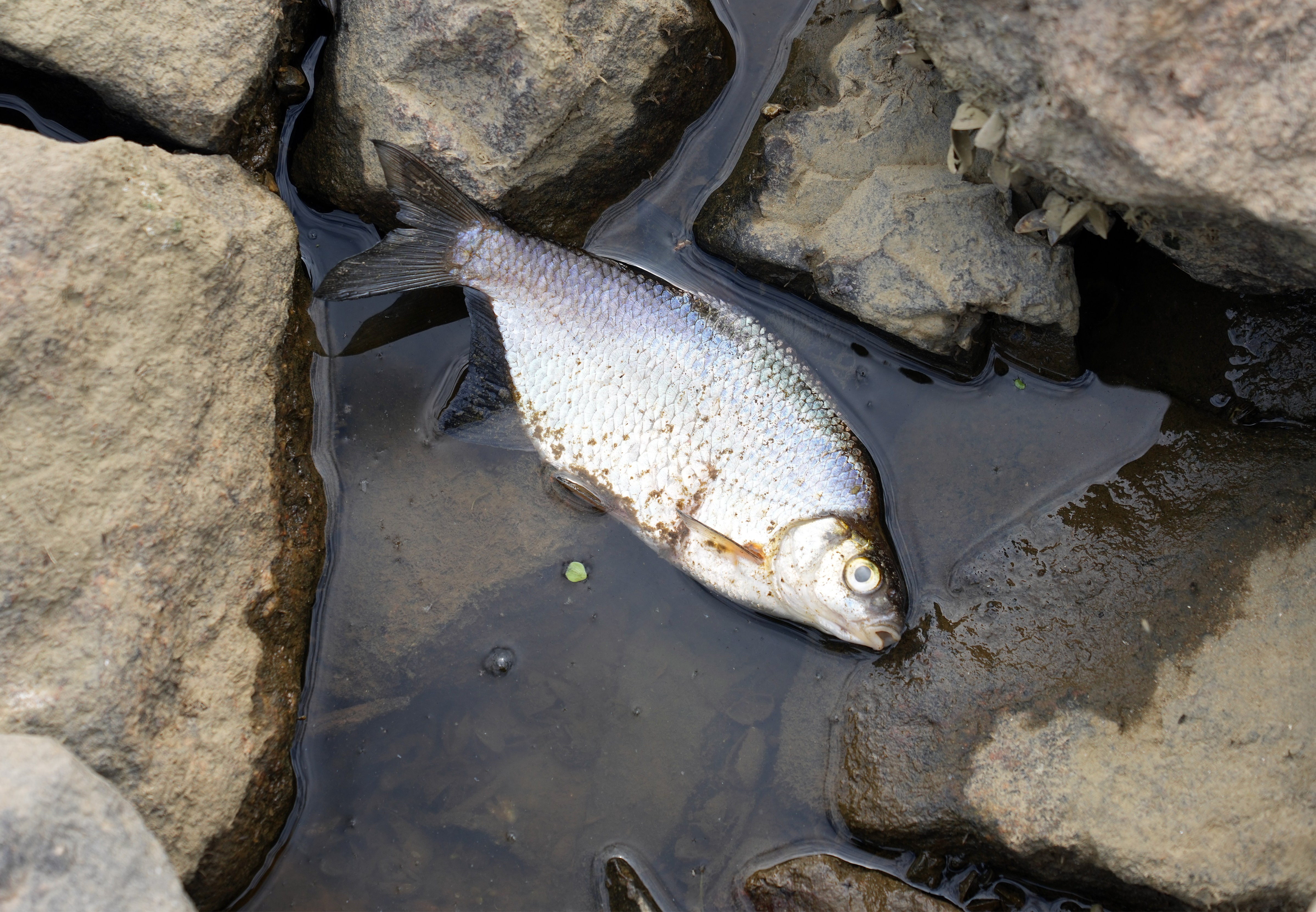 Fischsterben in der Oder