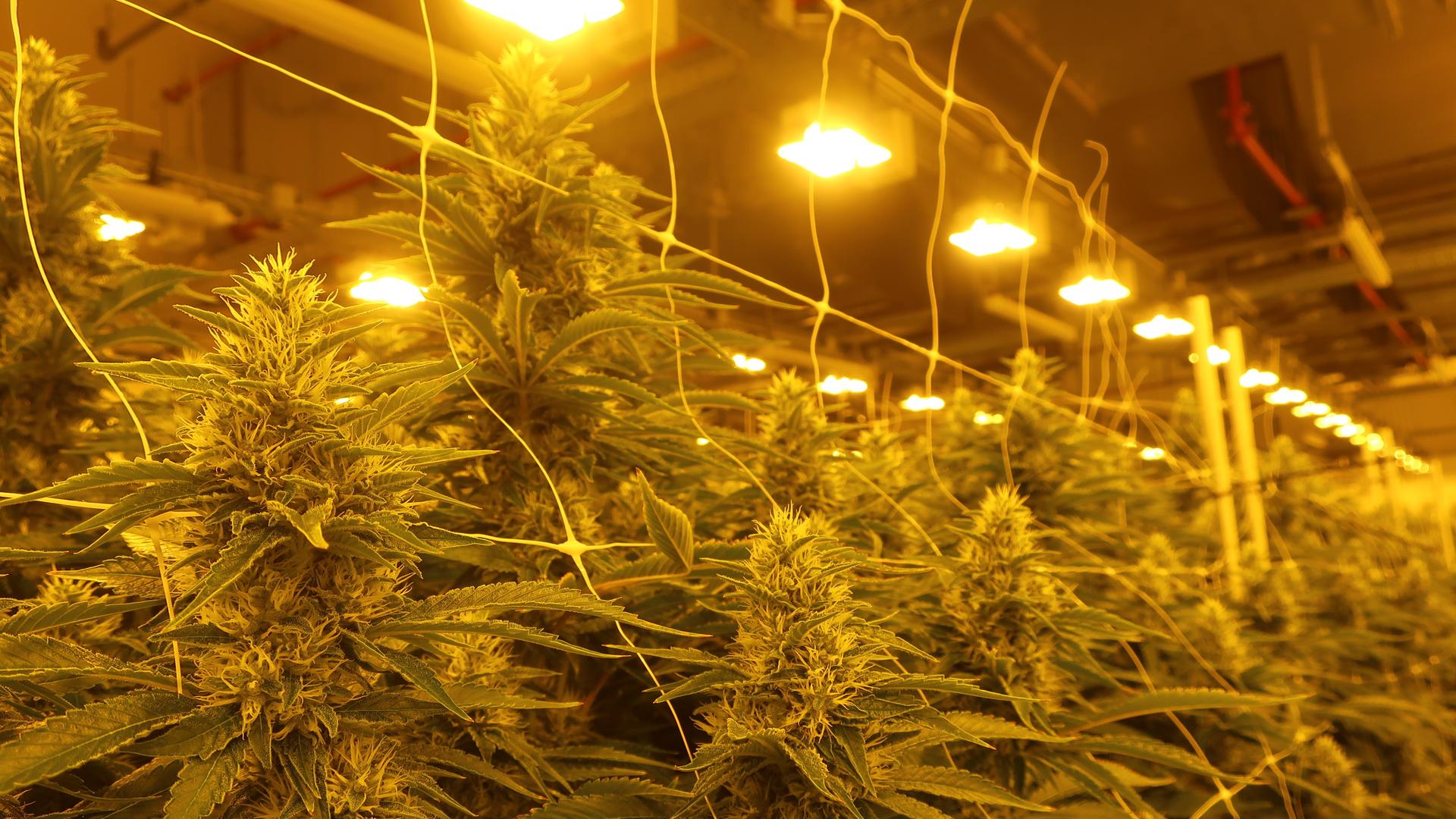 Cannabispflanzen in einem Blüteraum. Cannabispflanzen in einem Blüteraum.