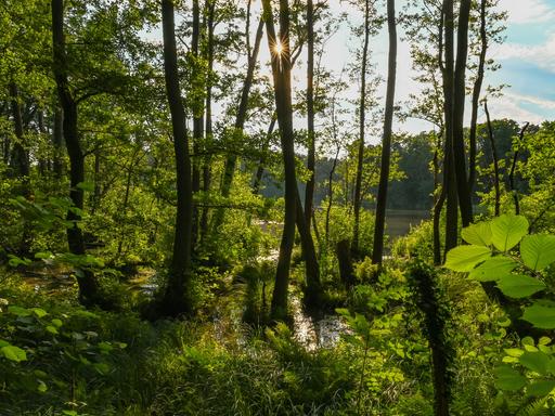 Die tief stehende Sonne scheint durch eine Lücke zwischen Erlenstämmen, die in einem Sumpfgebiet am Ufer des Trepliner Sees wachsen.