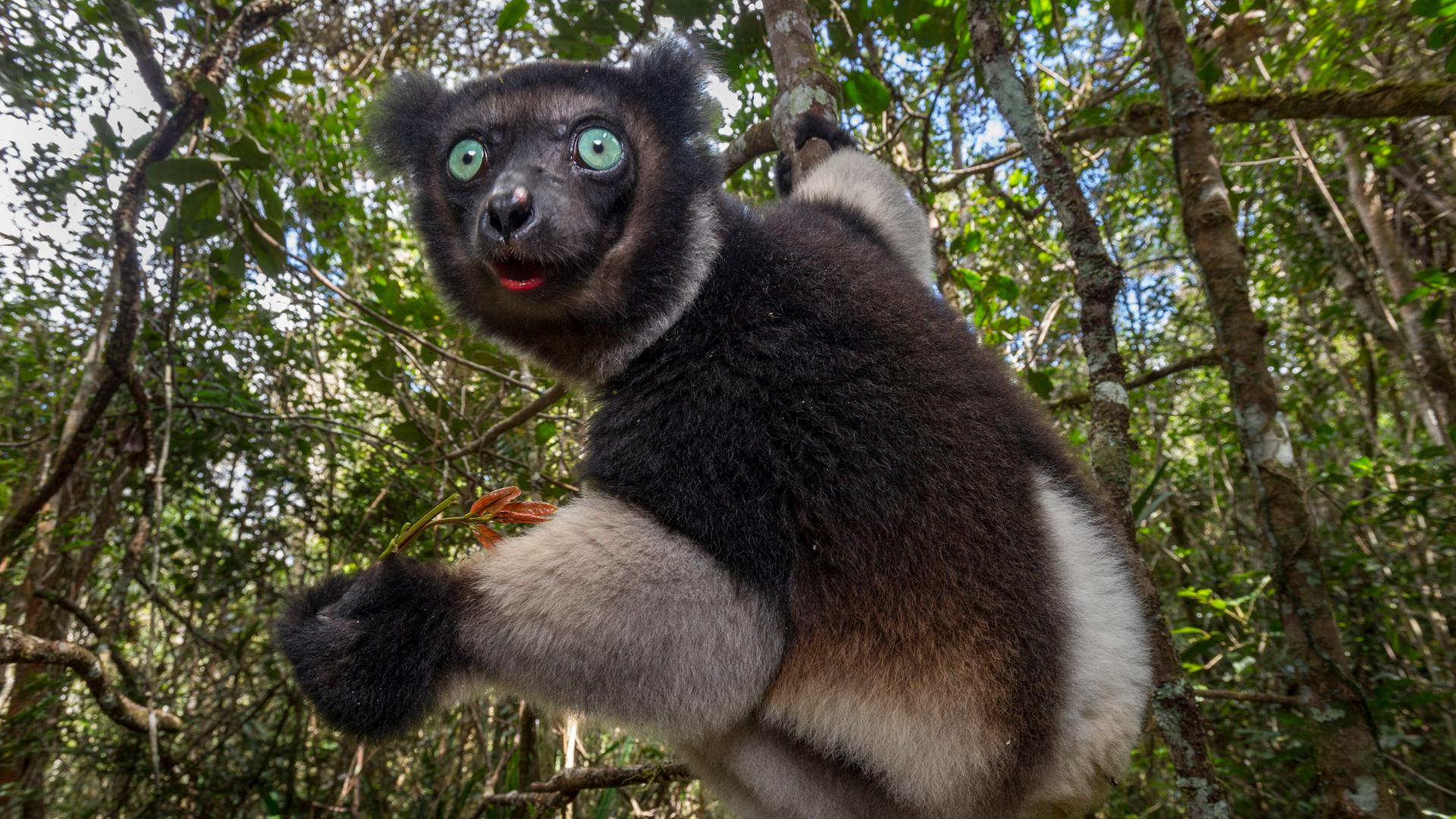 Ein Indri im Regenwald des Andasibe-Mantadia Nationalparks im Osten Madagascars Ein Indri im Regenwald des Andasibe-Mantadia Nationalparks im Osten Madagascars