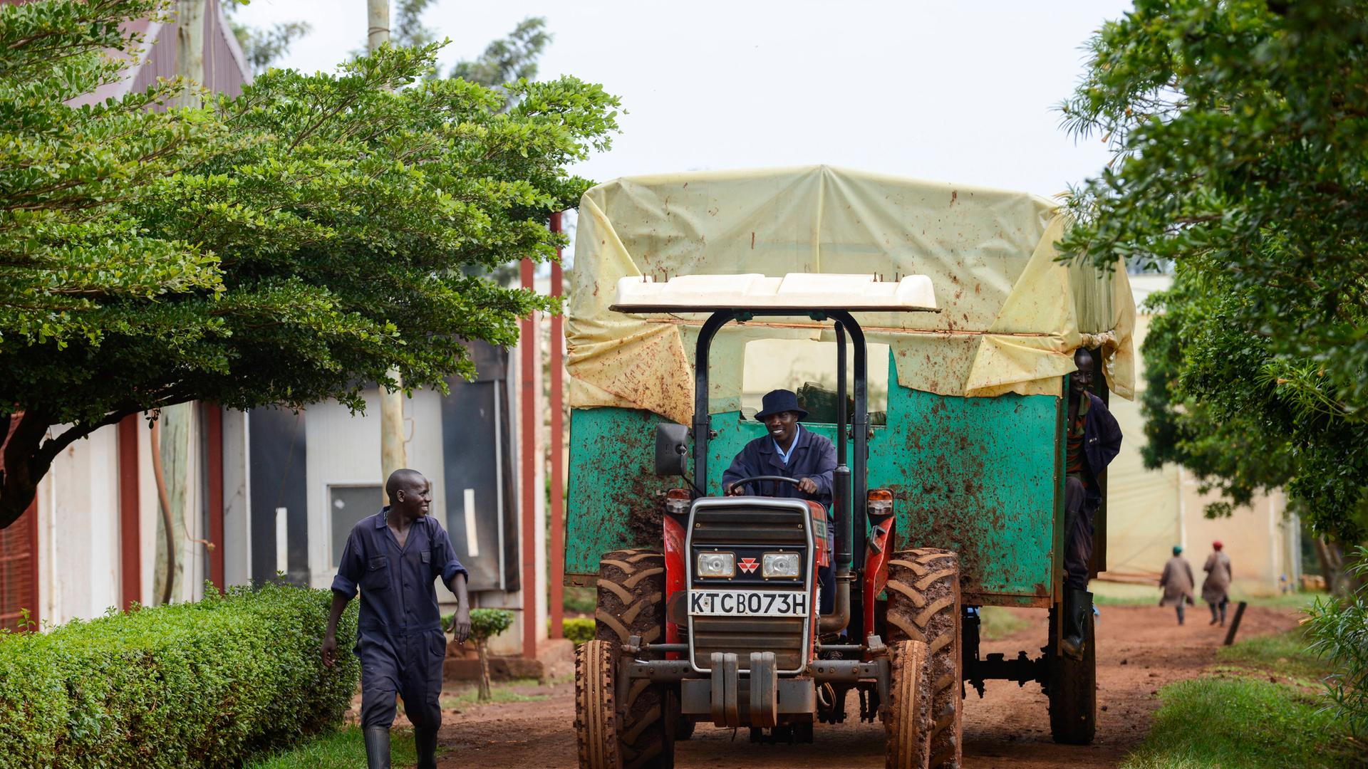 Ein Traktor zwischen Felder in Thika bei Nariobi in Kenia. Ein Traktor zwischen Felder in Thika bei Nariobi in Kenia.
