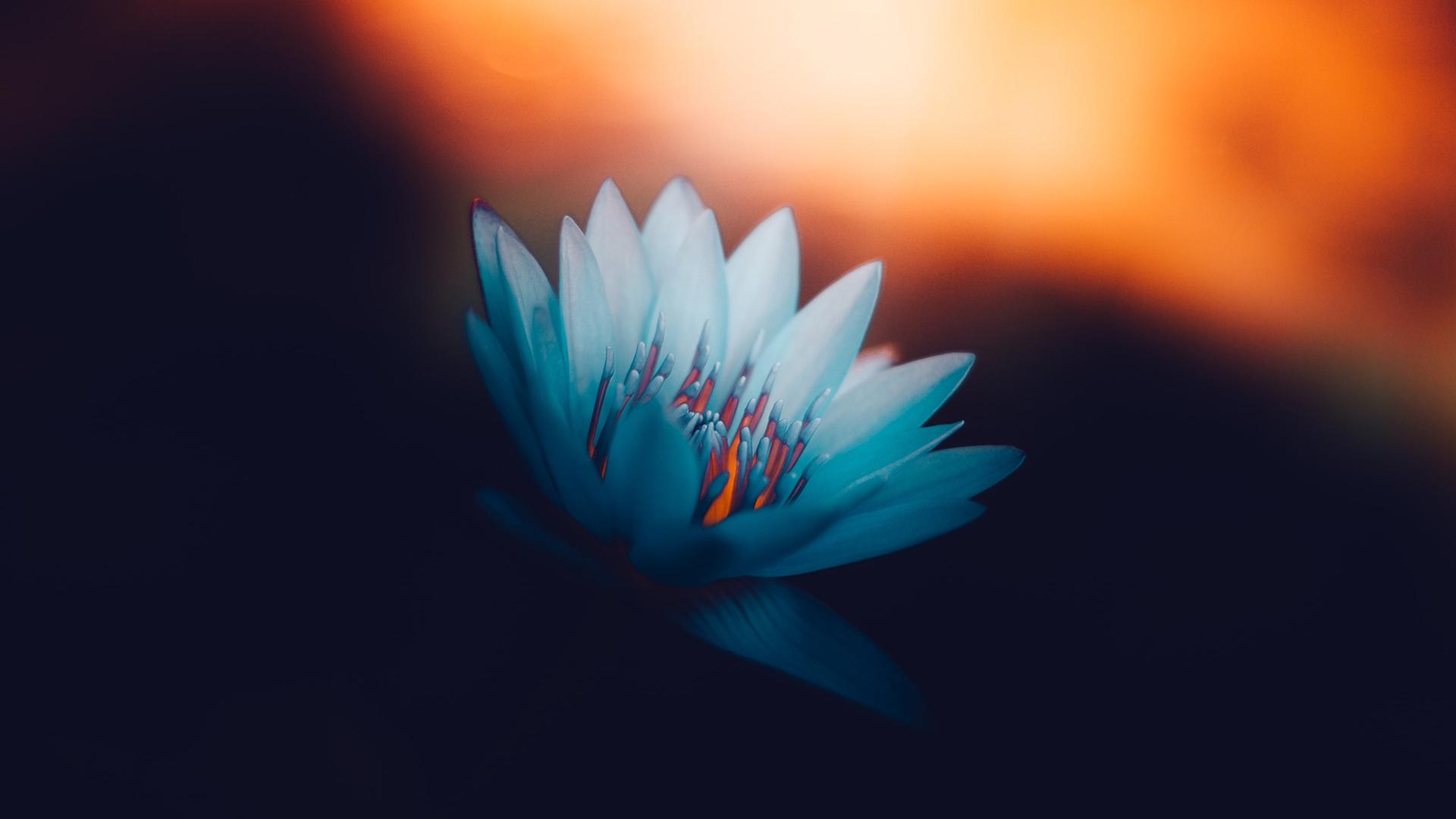 Eine blaue Blüte bei Sonnenuntergang. Eine blaue Blüte bei Sonnenuntergang.