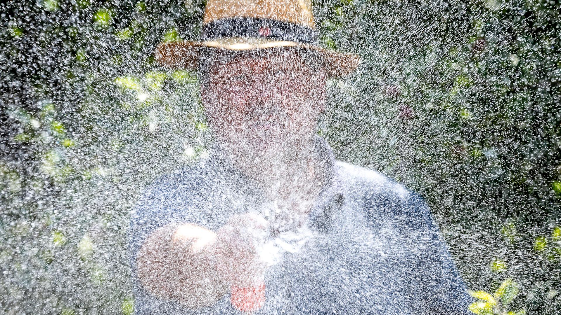 Ein Mann spritzt mit einem Gartenschlauch Brunnenwasser auf die Rosenbeete in einem Kleingarten Ein Mann spritzt mit einem Gartenschlauch Brunnenwasser auf die Rosenbeete in einem Kleingarten