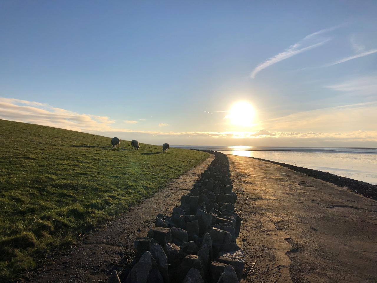 Blick entlang des Deichs auf der Insel Pellworm. Drei Schaafe grasen auf dem Deich. Die Sonne steht knapp über dem Horizont. Blick entlang des Deichs auf der Insel Pellworm. Drei Schaafe grasen auf dem Deich. Die Sonne steht knapp über dem Horizont.