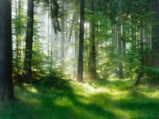 Ein grüne Wiese und Wald im stimmungsvollem Sonnenlicht.