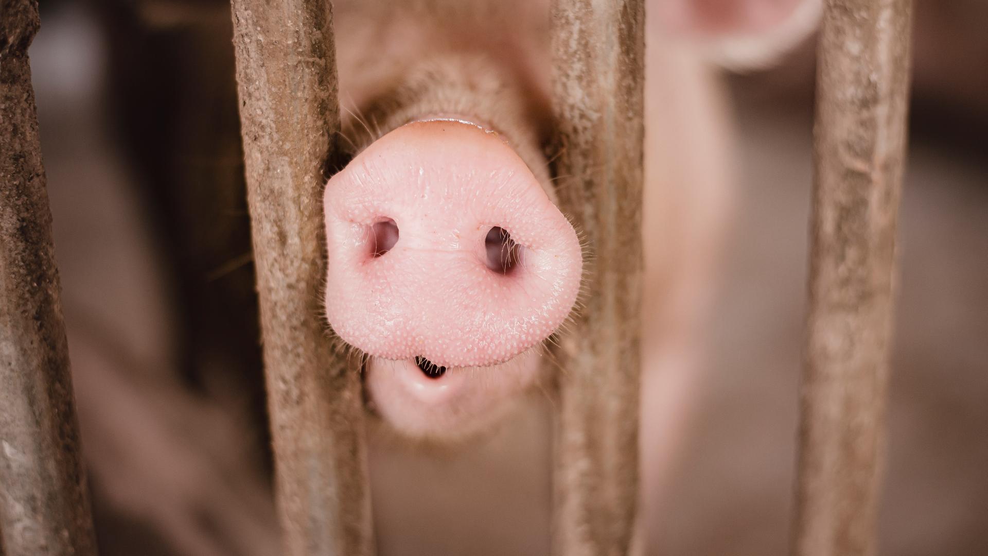 Nahaufnahme eines Schweins, das seine Nase durch zwei Gitterstäbe schiebt. Nahaufnahme eines Schweins, das seine Nase durch zwei Gitterstäbe schiebt.