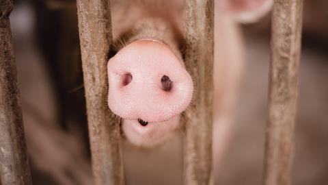 Nahaufnahme eines Schweins, das seine Nase durch zwei Gitterstäbe schiebt.