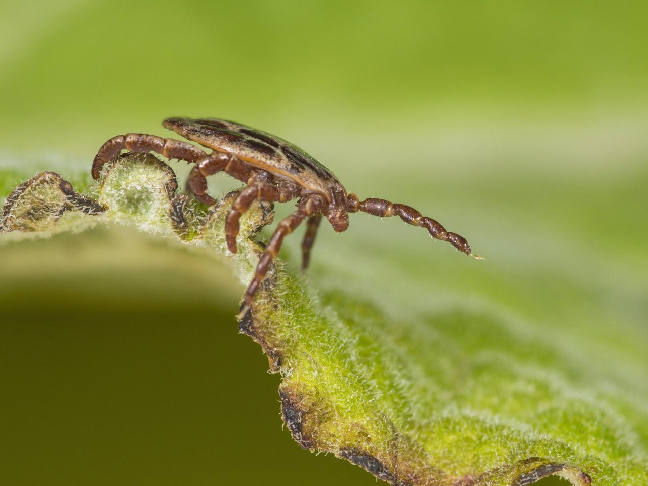 Eine Seitenansicht einer männlichen Auwaldzecke (Dermacentor reticulatus), die auf einem Blatt sitzt.