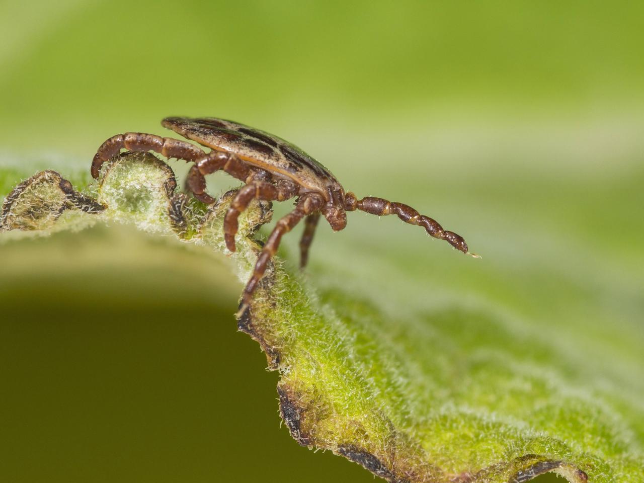 Eine männliche Auwaldzecke (Dermacentor reticulatus) in Seitenansicht sitzt auf einem Blatt. Eine männliche Auwaldzecke (Dermacentor reticulatus) in Seitenansicht sitzt auf einem Blatt.