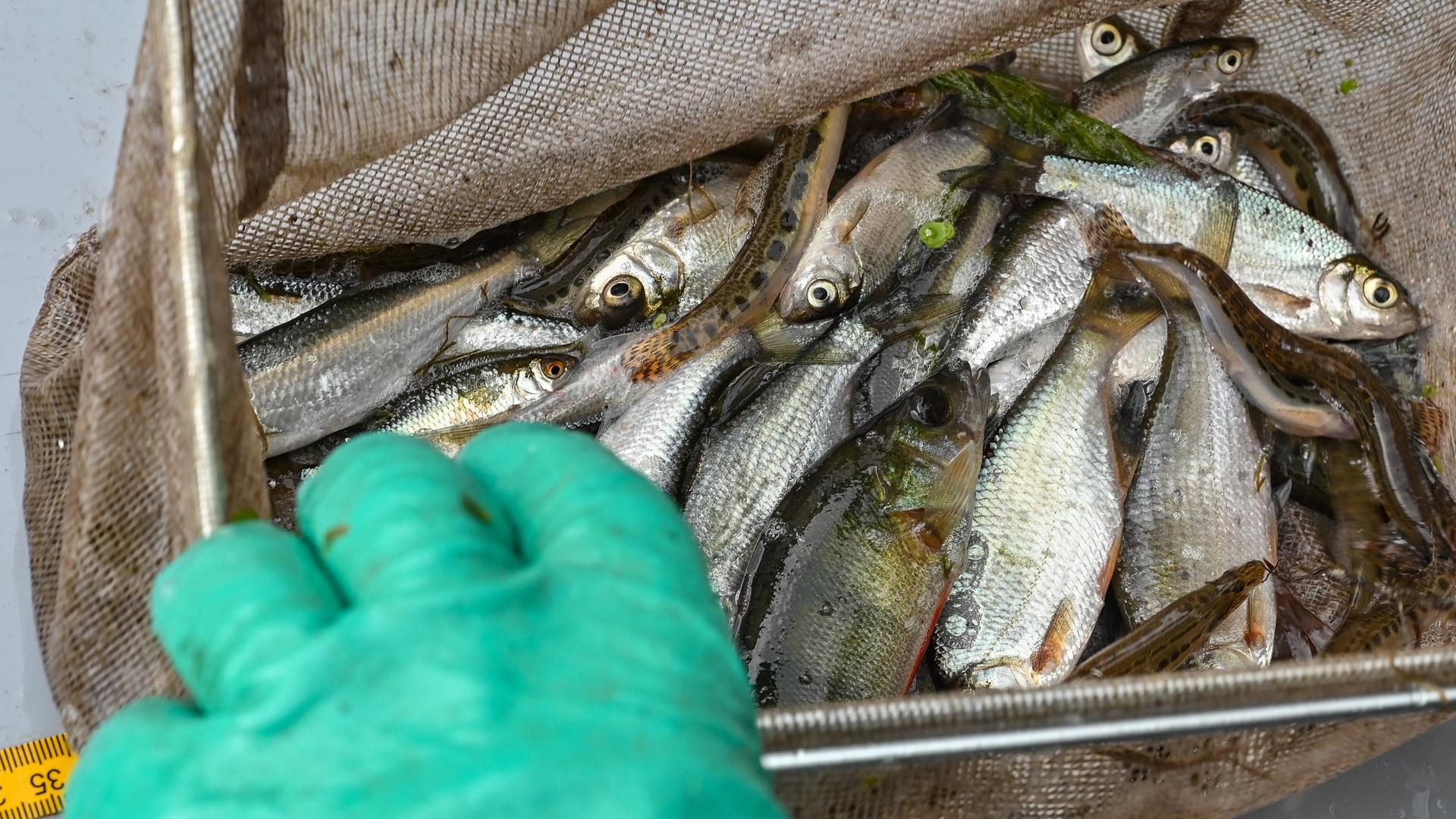 In einem Kescher sind Fische. Sie wurden aus der Oder entnommen. In einem Kescher sind Fische. Sie wurden aus der Oder entnommen.