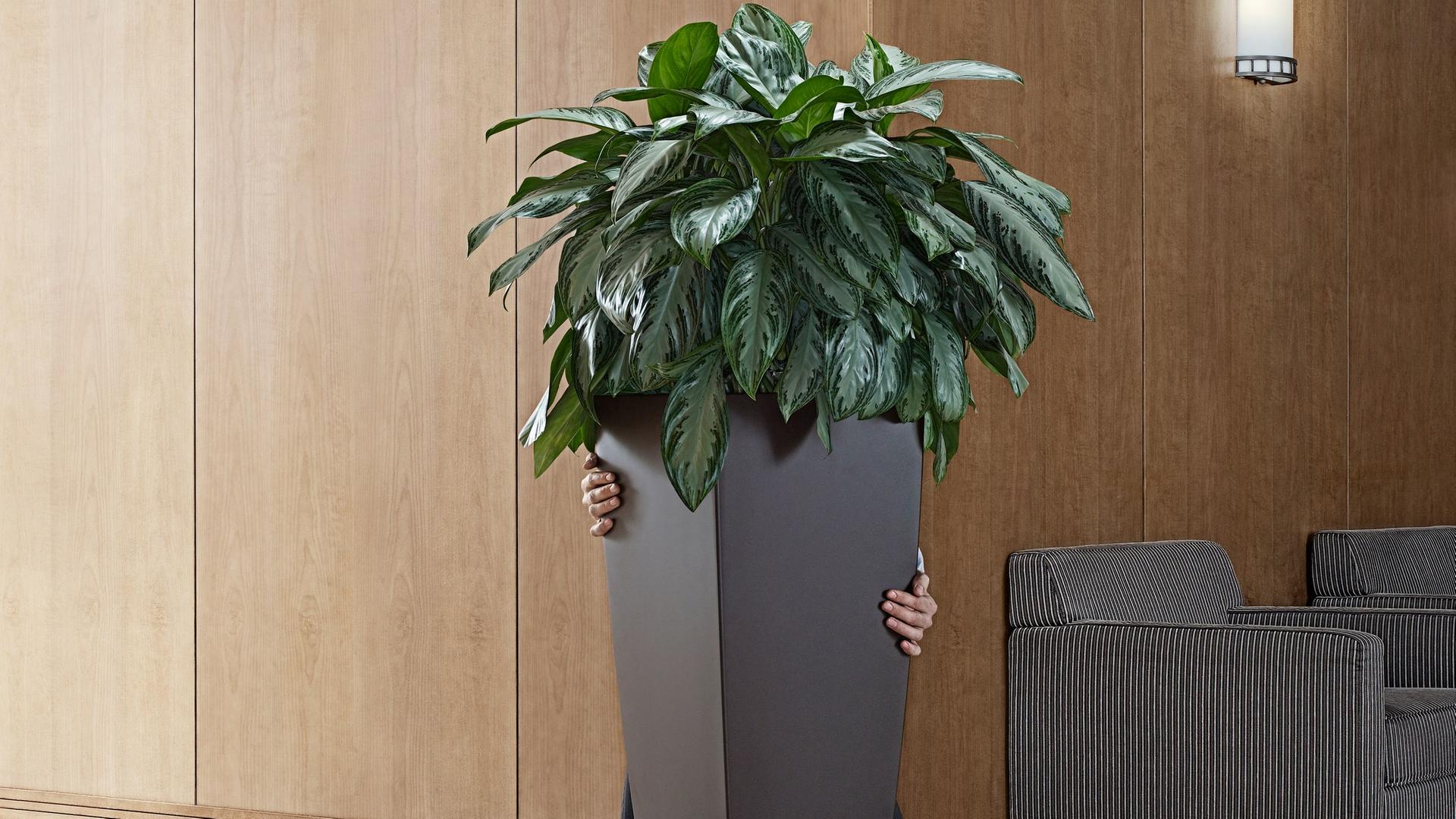 Eine Person versteckt sich hinter einer Büropflanze und versucht so an einem Exit-Schild vorbei Richtung Ausgang zu gehen.