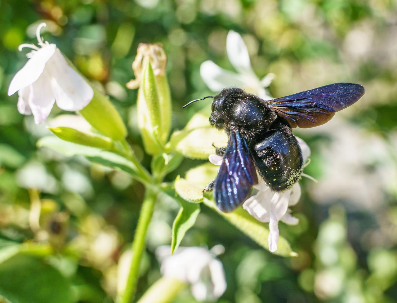 Eine Holzbiene mit blauschwarz-schimmernden Flügeln sitzt auf einer Blüte