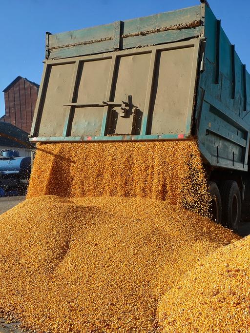 Getreide wird aus einem Transport-LKW geladen