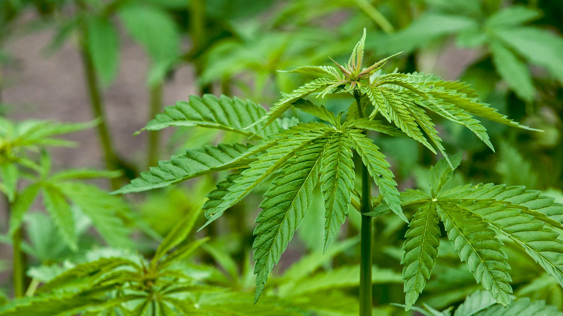 Auf dem Bild sieht man mehrere Cannabis-Pflanzen. Auf dem Bild sieht man mehrere Cannabis-Pflanzen.