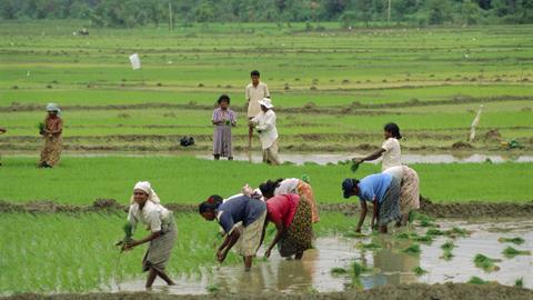 Mehrere Frauen arbeiten auf einem grünen Reisfeld in Sri Lanka