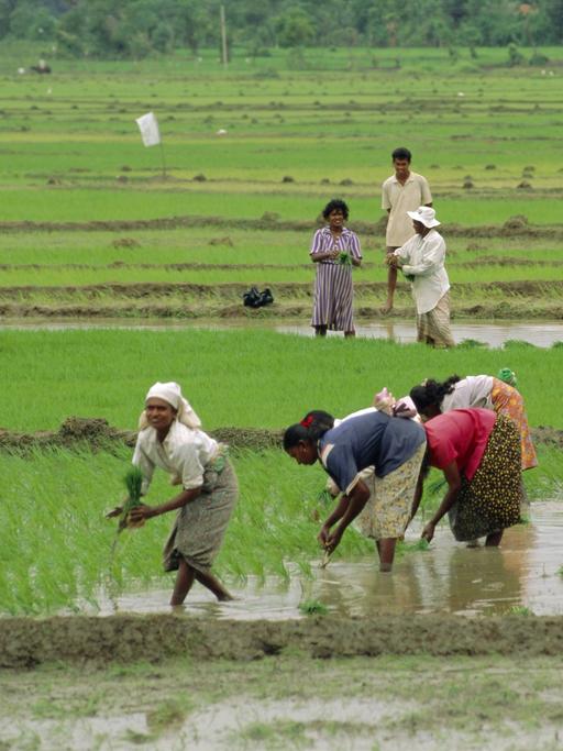 Mehrere Frauen arbeiten auf einem grünen Reisfeld in Sri Lanka
