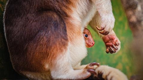 Im Zoo von Chester, Großbritannien, steckt ein Baumkänguru-Baby erstmals den Kopf aus dem Beutel der Mutter.