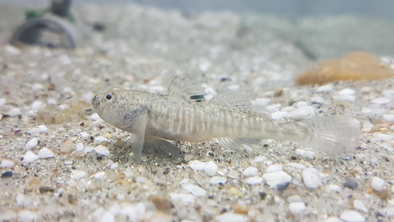 Bei der Kroatischen Grundel kümmert sich das Männchen um den Nachwuchs
