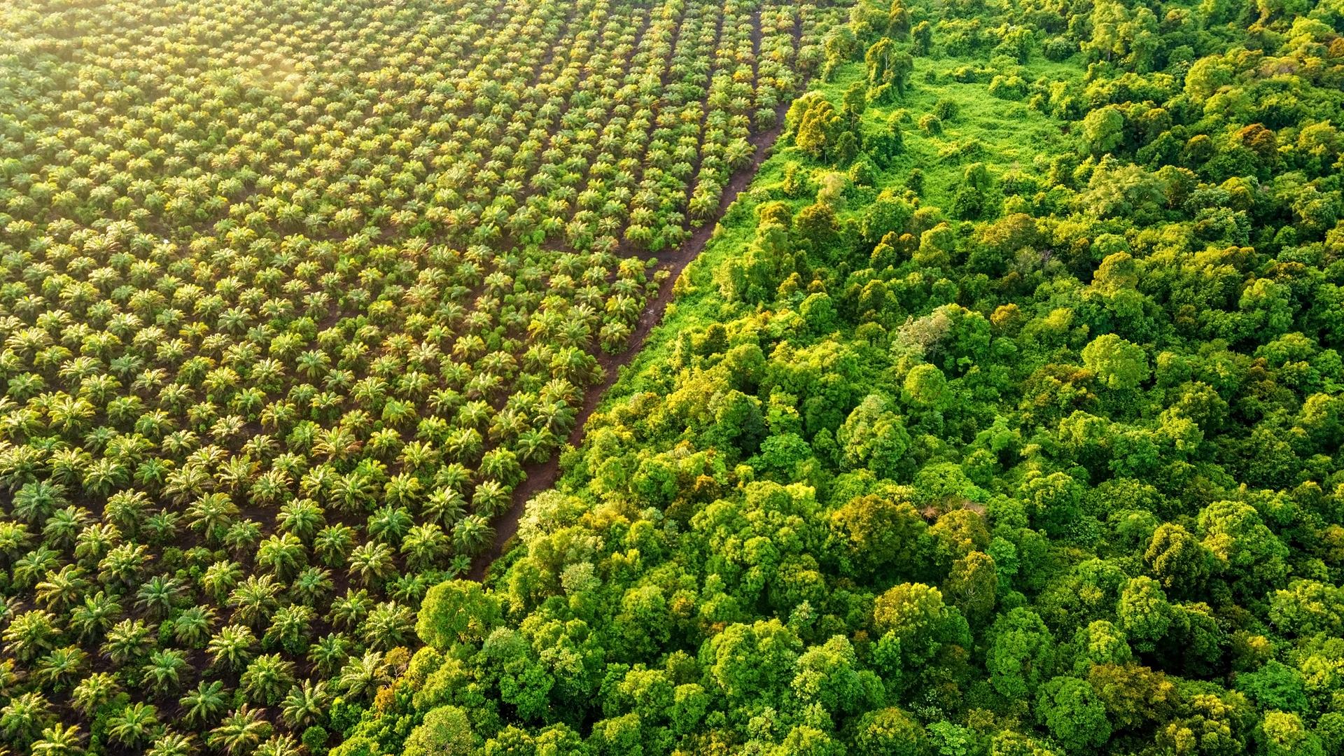 Luftaufnahme auf ein Stück Regenwald, neben dem eine Palmöl-Plantage entsteht. Luftaufnahme auf ein Stück Regenwald, neben dem eine Palmöl-Plantage entsteht.