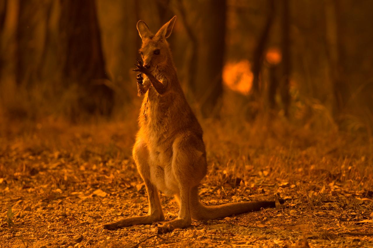 Ein Wallaby leckt seine verbrannten Pfoten, nachdem es einem Buschfeuer entkommen ist.
Ein Wallaby leckt seine verbrannten Pfoten, nachdem es einem Buschfeuer entkommen ist.