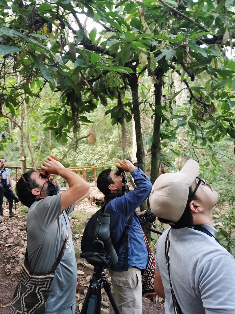 Mehrere Männer schauen in einem Wald jeweils mit einem Fernglas nach oben.