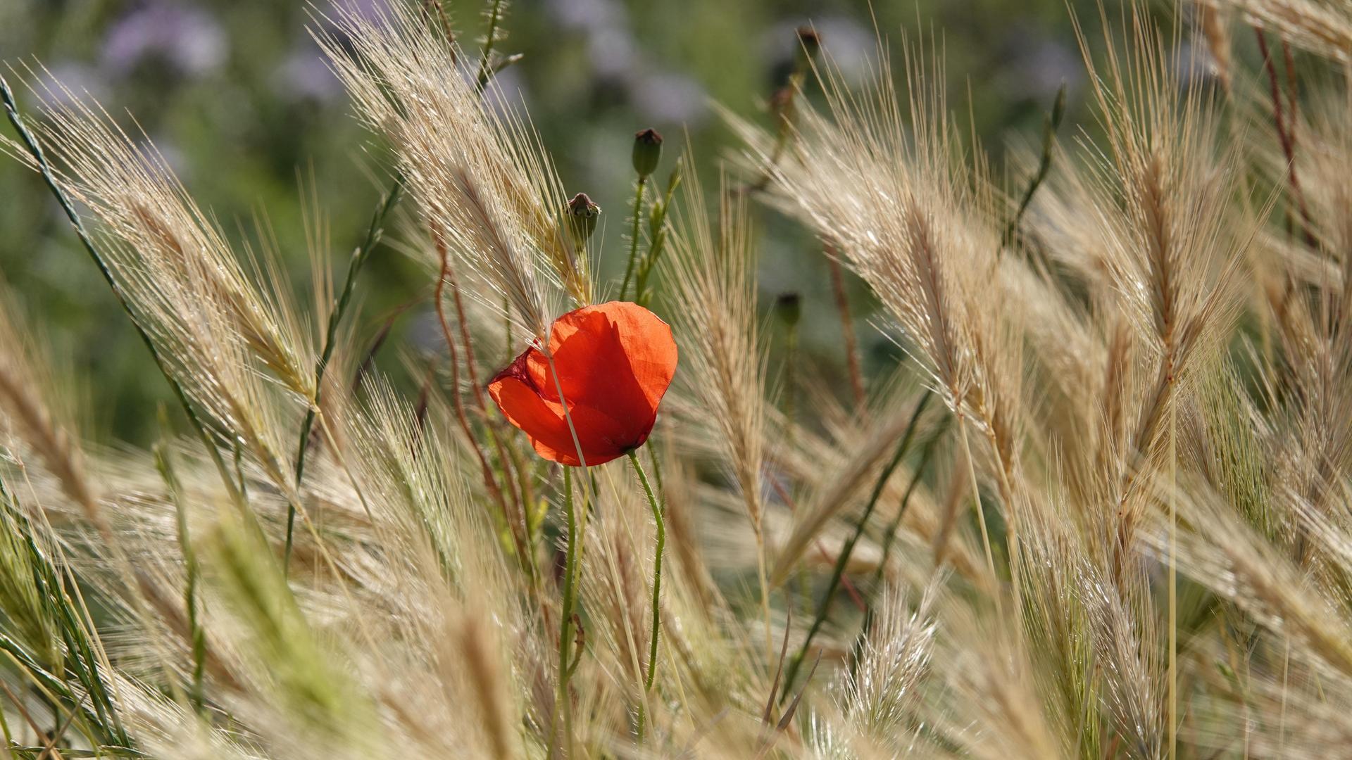 Roter Klatschmohn zwischen wogenden Ähren im Gegenlicht. Roter Klatschmohn zwischen wogenden Ähren im Gegenlicht.