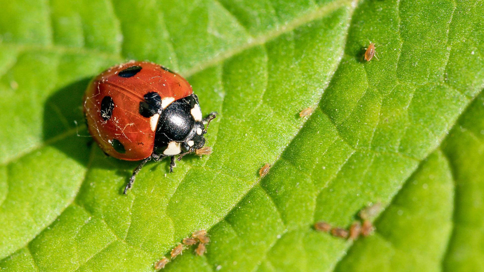 Ein Siebenpunkt-Marienkäfer (Coccinella septempunctata) frisst Blattläuse Ein Siebenpunkt-Marienkäfer (Coccinella septempunctata) frisst Blattläuse