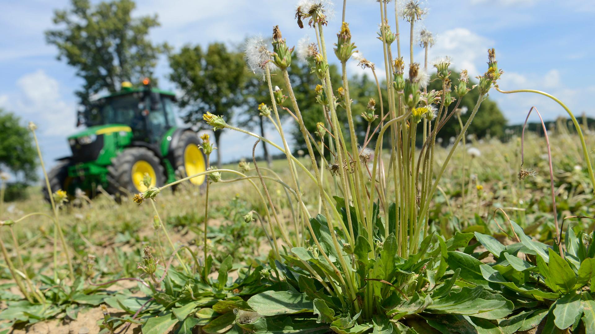 Löwenzahnpflanze auf einem Feld, im Hintergrund ein Trakor. Löwenzahnpflanze auf einem Feld, im Hintergrund ein Trakor.