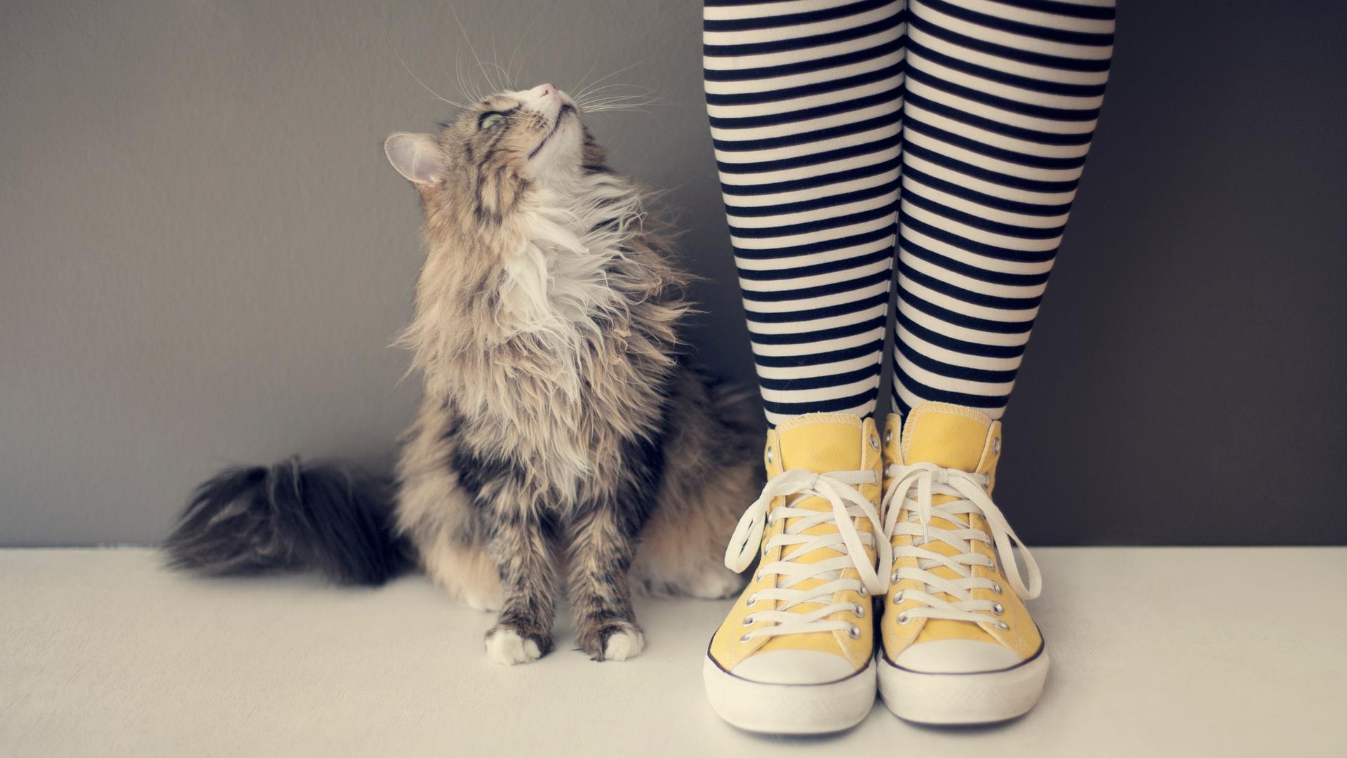 Menschliche Beine in geringelten Socken und gelben Turnschuhen. Daneben sitzt eine Katze und schaut zu dem Menschen auf. Es wirkt, als würden sie sich unterhalten.