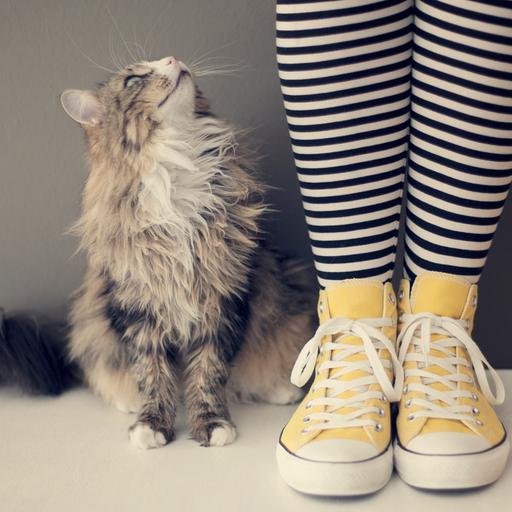 Menschliche Beine in geringelten Socken und gelben Turnschuhen. Daneben sitzt eine Katze und schaut zu dem Menschen auf. Es wirkt, als würden sie sich unterhalten.