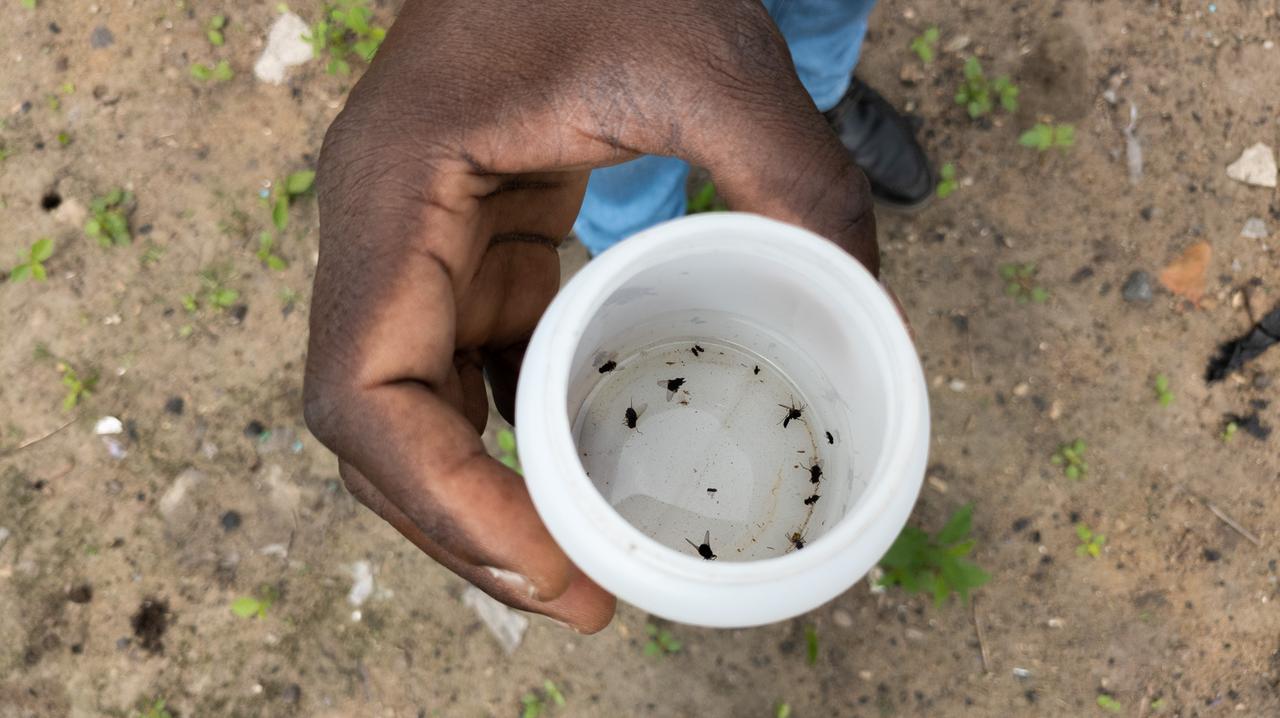 Eine Hand hält einen weißen Plastikbecher mit Ethanol, in dem tote Mücken schwimmen