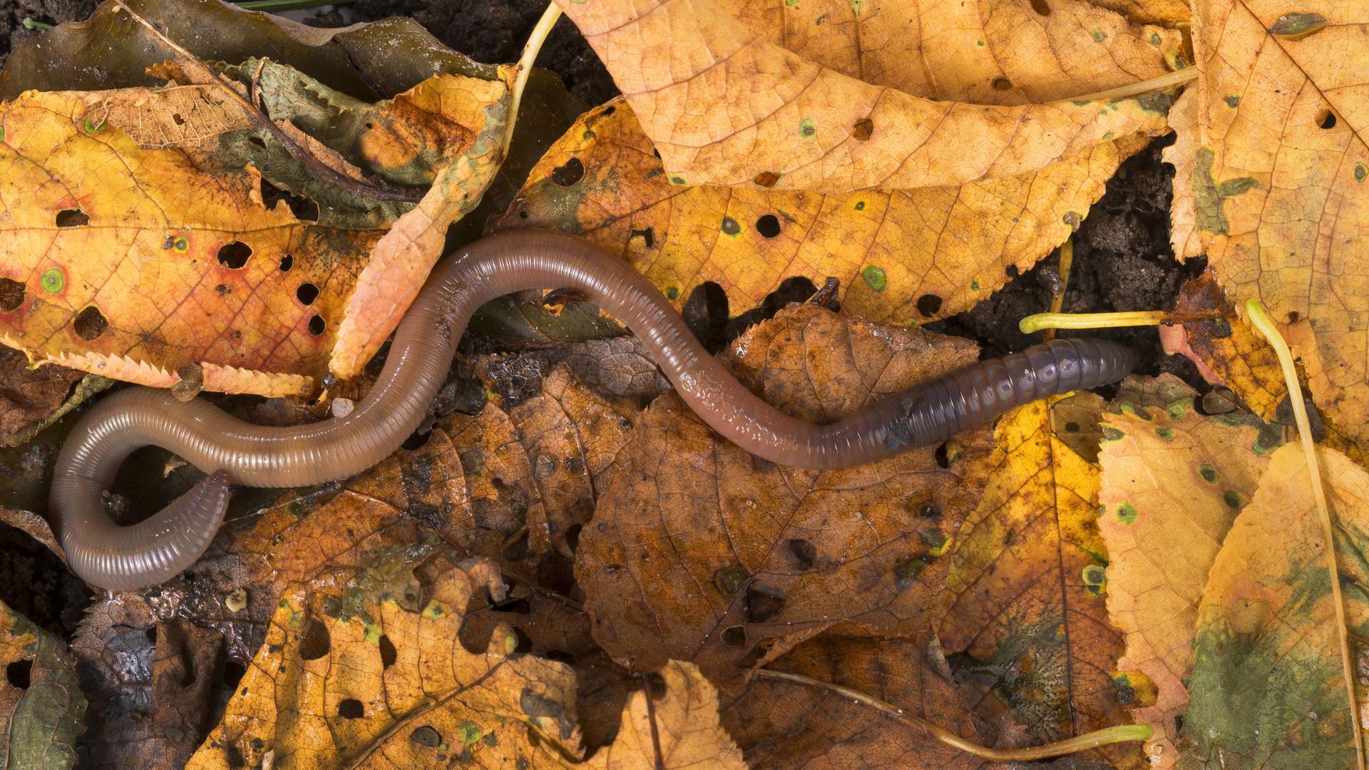 Ein rötlich-brauner Regenwurm auf gelblichem Laub. Ein rötlich-brauner Regenwurm auf gelblichem Laub.