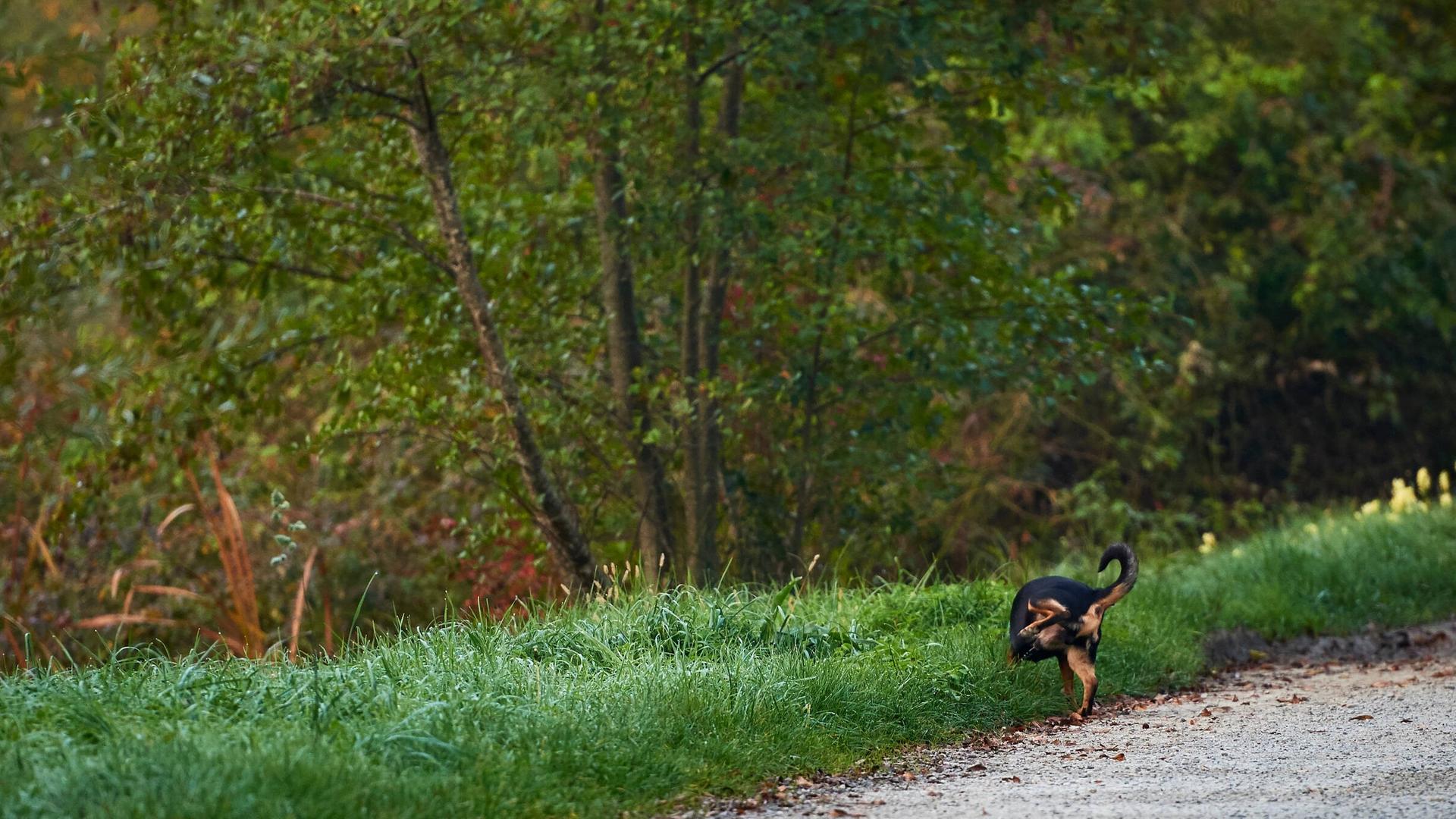 Ein schwarzbrauner Hund hebt an einem Waldrand das Bein zum Pinkeln. Ein schwarzbrauner Hund hebt an einem Waldrand das Bein zum Pinkeln.