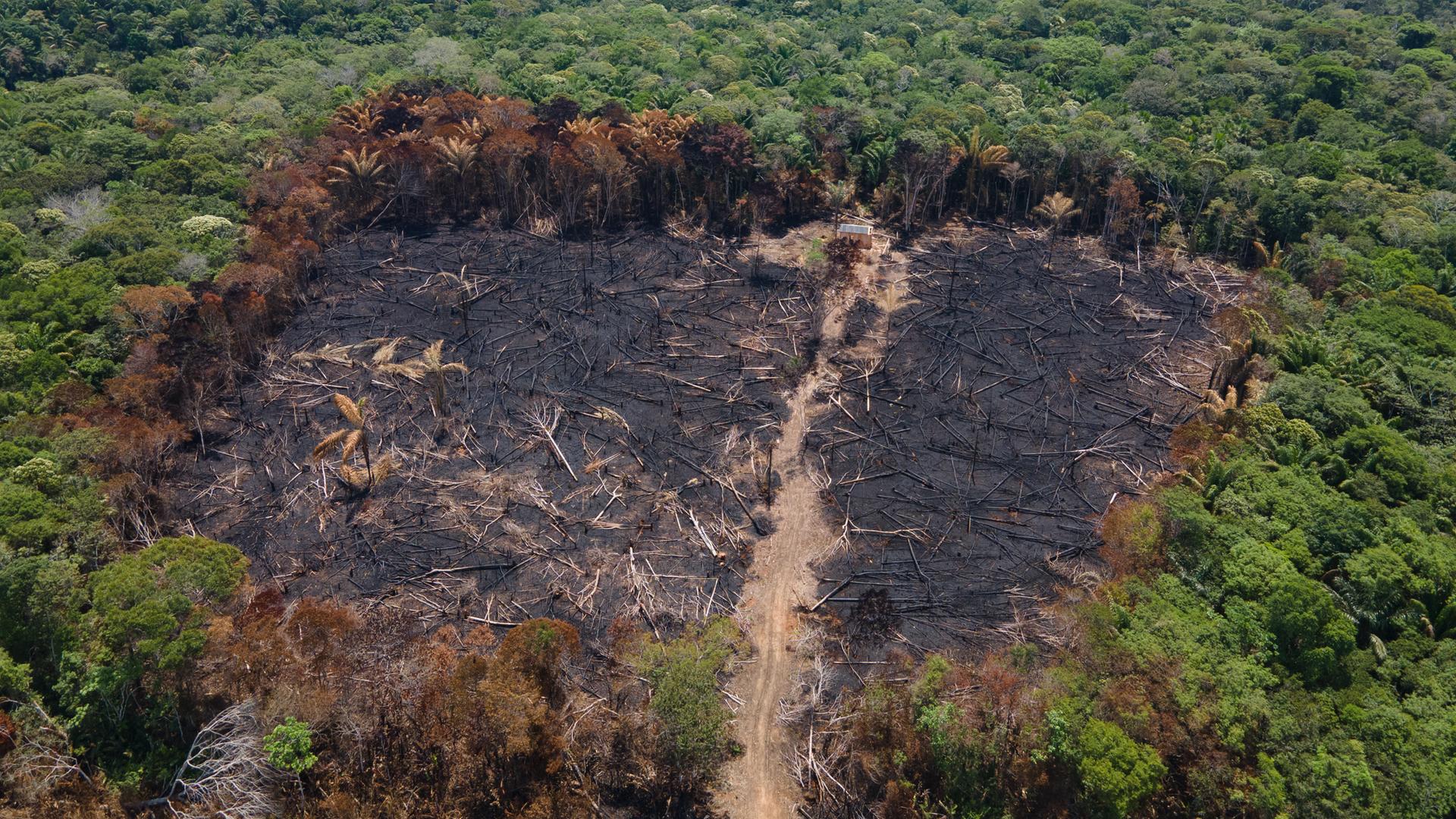 Alliance for Rainforests – Mengapa Brasil, Indonesia, dan DR Kongo sangat penting untuk perlindungan iklim