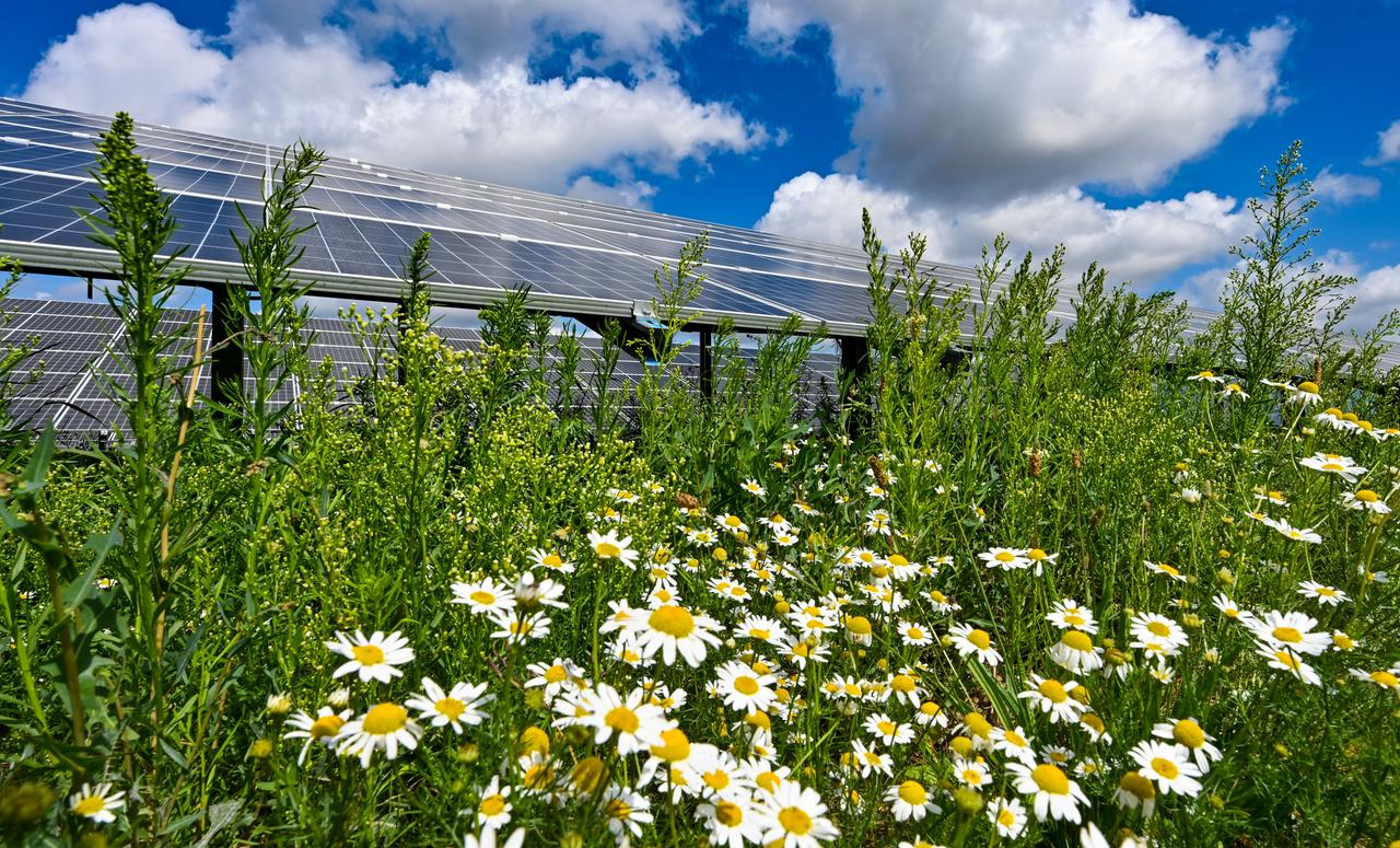 Blumen blühen vor einem Solarpark im Landkreis Barnim Blumen blühen vor einem Solarpark im Landkreis Barnim