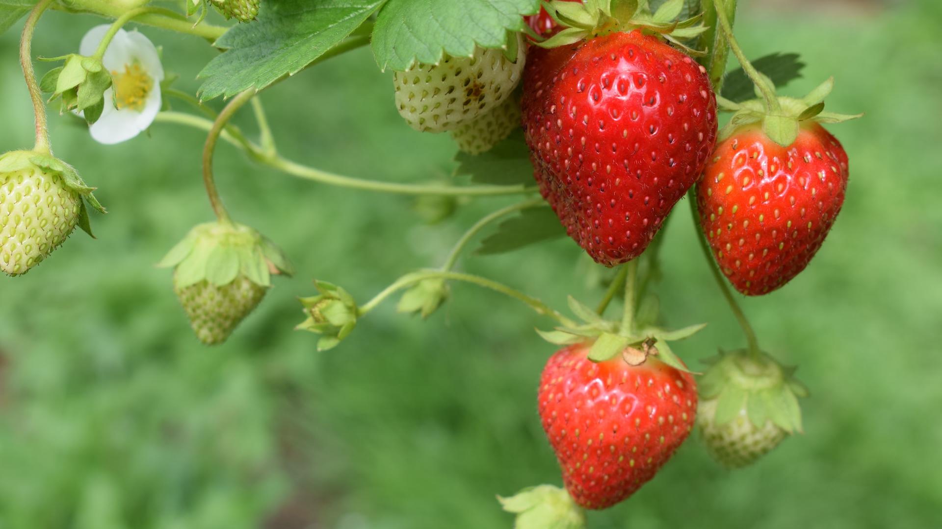 Verbraucherschutz - BUND warnt vor Fungizid-Rückständen in vielen Erdbeeren