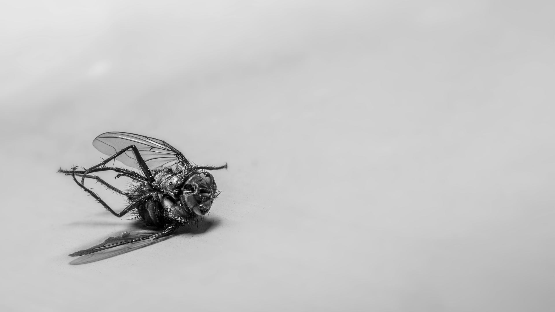 Eine tote Stubenfliege liegt auf dem Rücken.