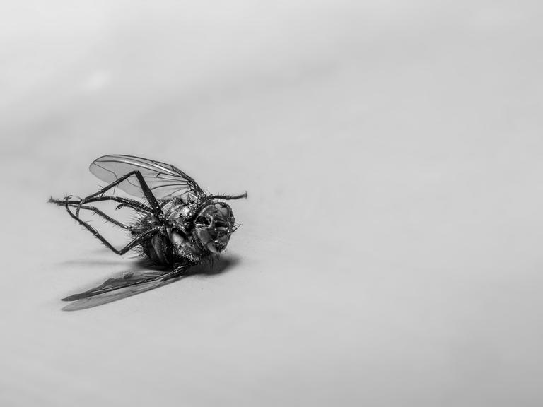 Eine tote Stubenfliege liegt auf dem Rücken.