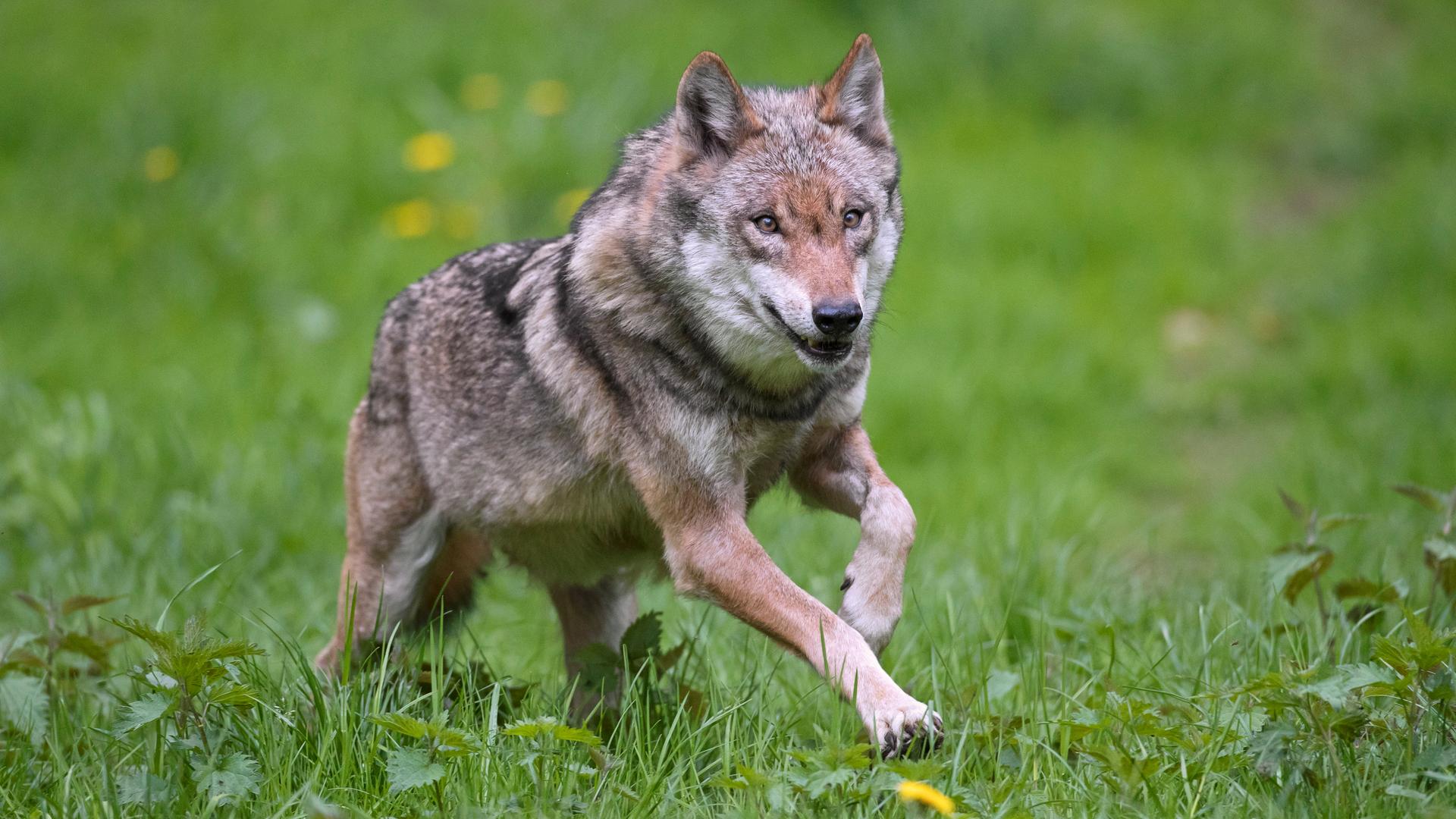 Ein einzelner europäischer grauer Wolf (Canis lupus) läuft durch grünes Gras.