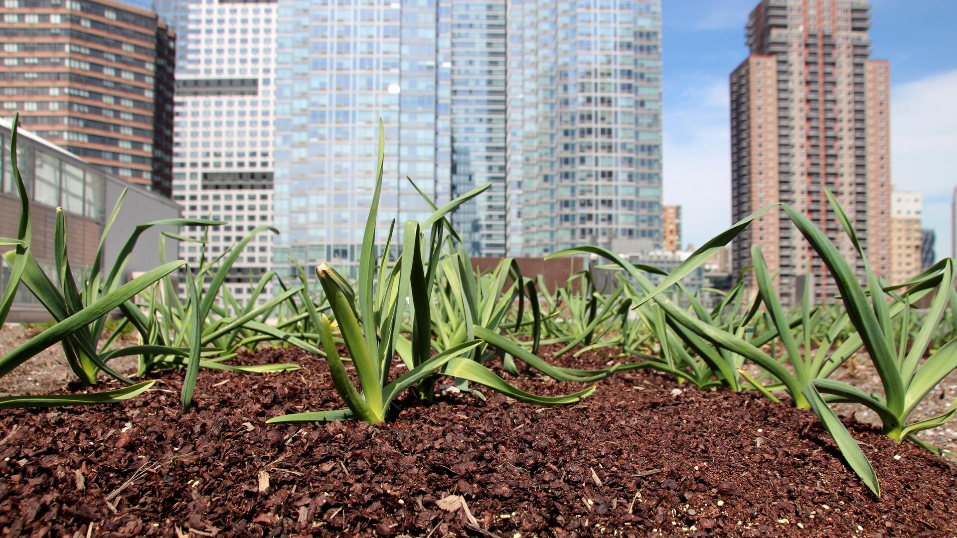 Auf dem Dach von New Yorks Konferenzzentrum Javits Center wächst Gemüse