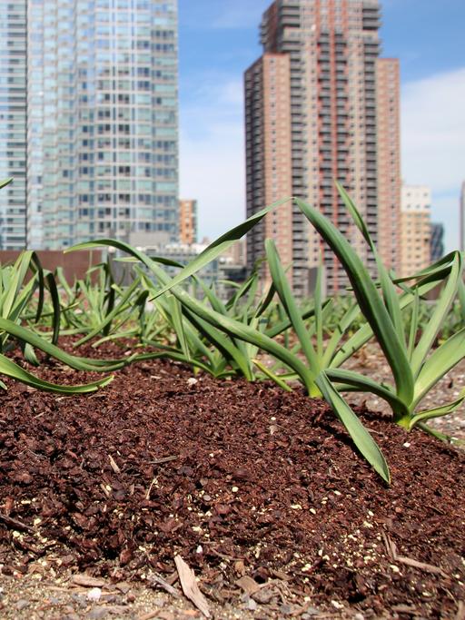 Auf dem Dach von New Yorks Konferenzzentrum Javits Center wächst Gemüse