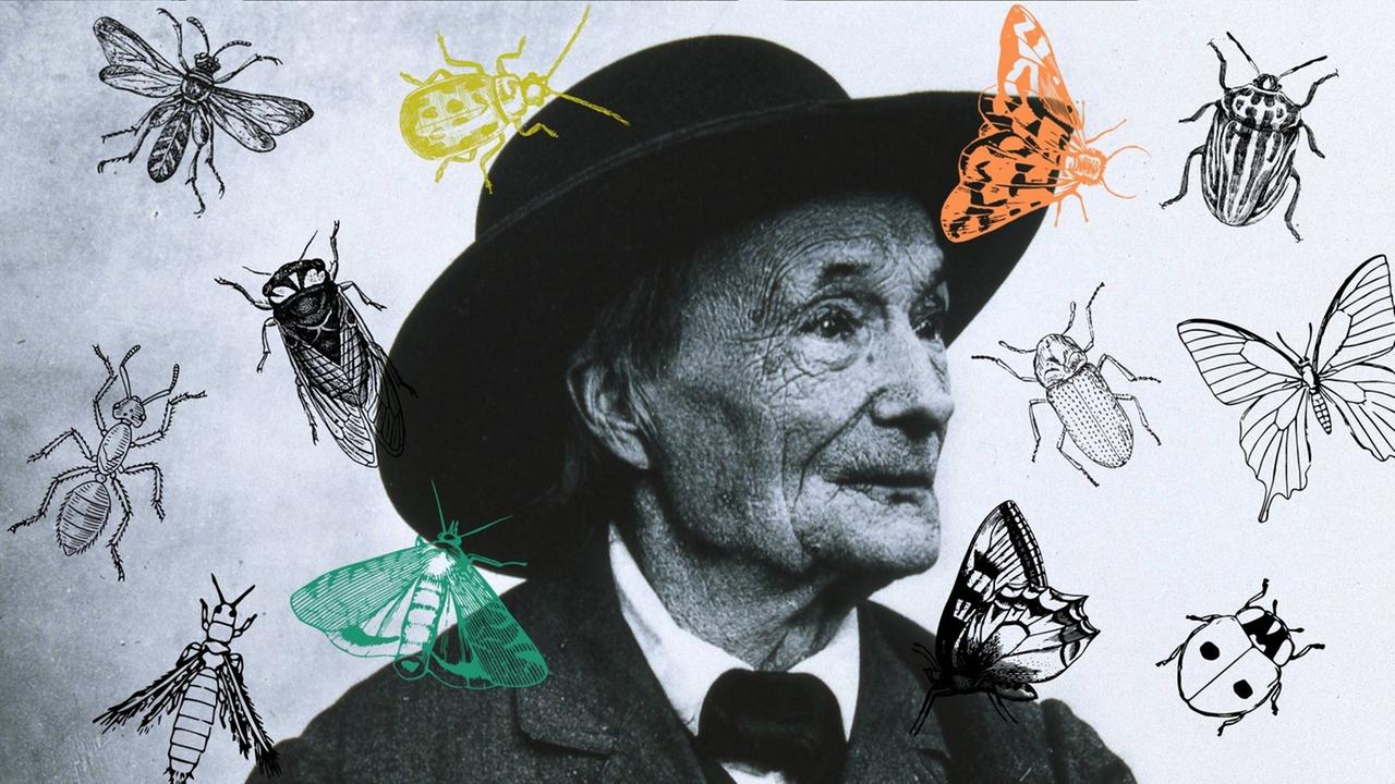 Collage vom Portrait Jean-Henri Fabre mit Insekten. 