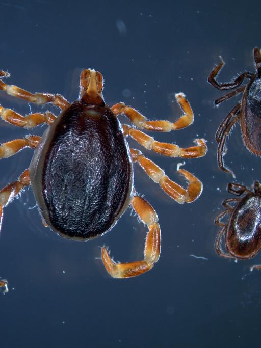 Die tropische Zecke Hyalomma (links) ist bis zu dreimal so groß wie ihr europäischer Verwandter, der gemeine Holzbock (Weibchen rechts, Männchen unten).