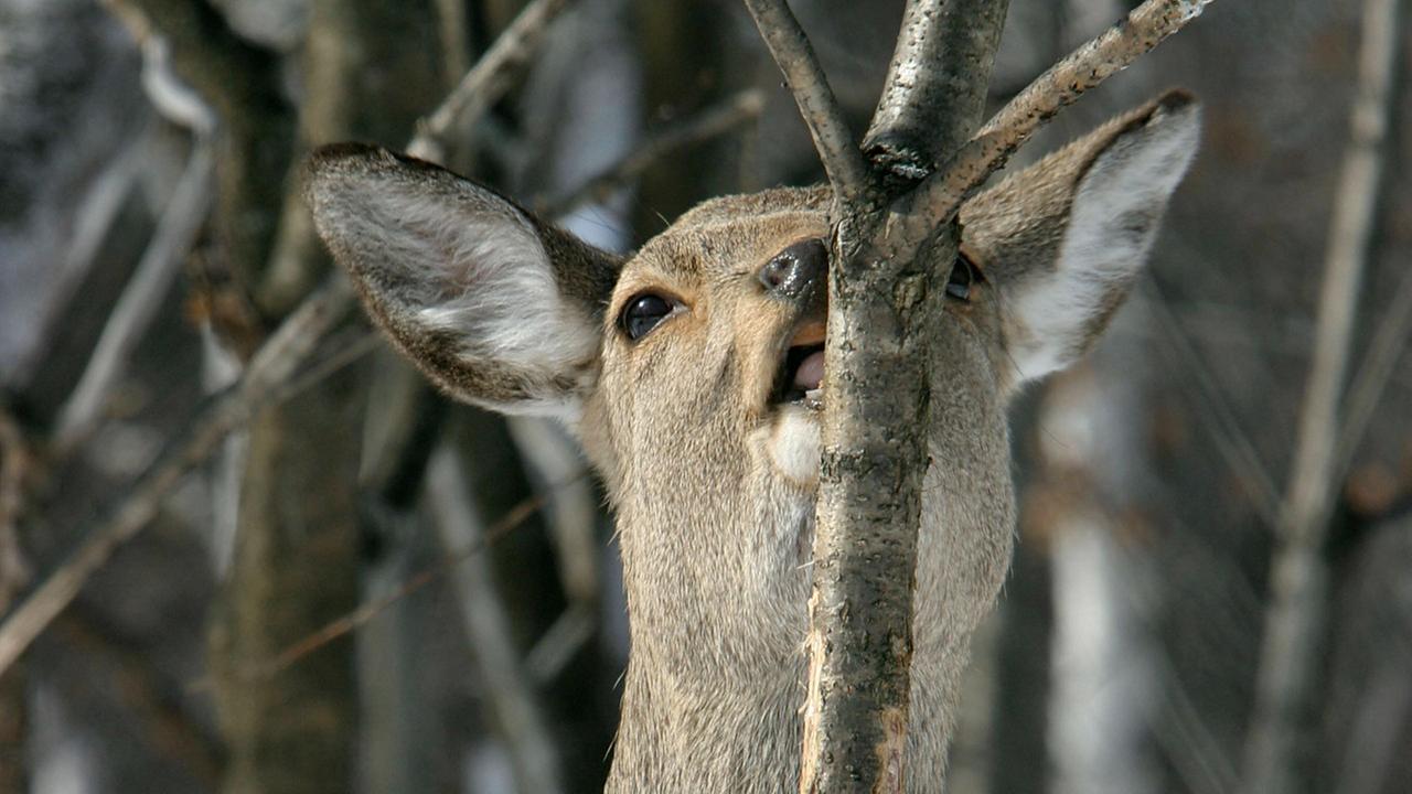 Ein Sikahirsch knabbert an einer Baumrinde Ein Sikahirsch knabbert an einer Baumrinde