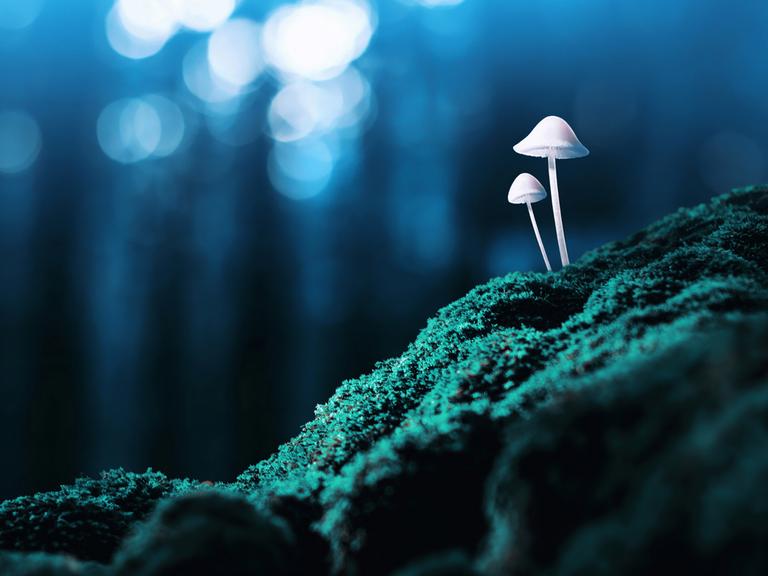 Zwei Pilze stehen in bläulichem Licht auf grünlichem Moos im Wald.