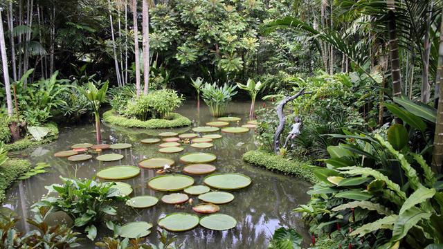 Im botanischen Garten von Singapur wurden zwei Tote gefunden. Professor van Dusen ermittelt. Zu sehen: Ein Teich im Botanischens Garten von Singapur. 